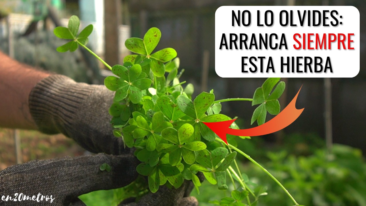 Как избавиться от кислицы (травы Вараввы)