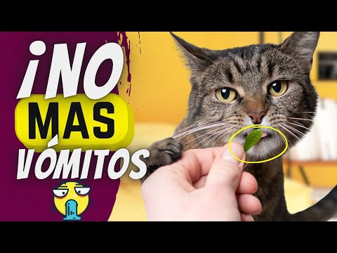 Video: Cómo identificar la causa de la hinchazón abdominal en los gatos