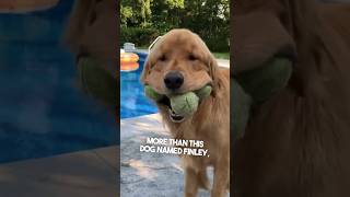 Nobody Loves Tennis Balls More Than This Dog ❤️