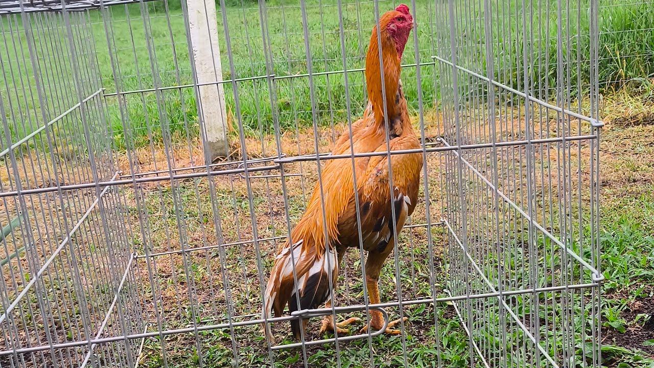 Pai e filhos galo desbicadinho e seu filho os galos mais lindo do Brasil