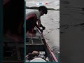 Catching giant swamp eels using traditional methods