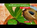     how to grow sapota sapodilla or chikoo plant from seed in tamil