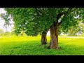 3 hours of healing music to clear your head, Healing music, music to clear your head, Calming Music
