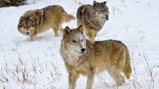 Wolf The Unsung Warior Full Information - English Dacomintry - Amzing Facts Wolf by Animal Sciences 12 views 2 years ago 3 minutes, 46 seconds
