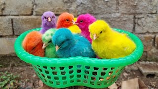 Menangkap Ayam lucu,Ayam warna warni,Ayam rainbow,Bebek,Angsa,kucing,Ikan, Sapi,Animal cute #91