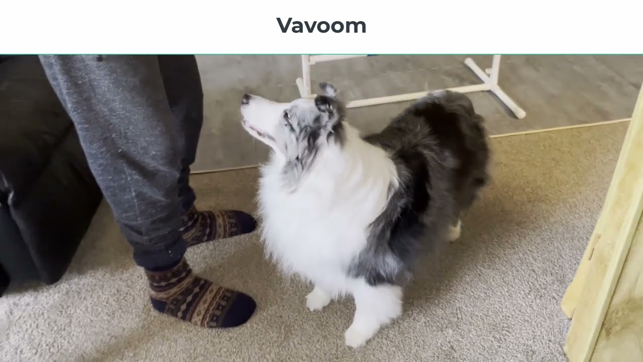 Indoor Dog Agility Exerises Verbal and NonVerbal