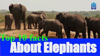 10 Fascinating Facts About Elephants That You NEVER Knew #elephant #elephants #elephantvideos by I kiss Animal 571 views 1 year ago 2 minutes, 37 seconds