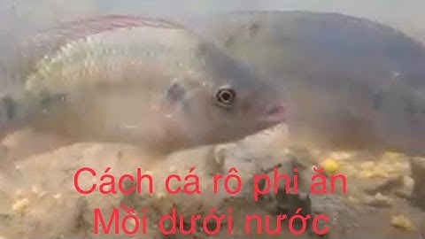 Cách cá rô phi ăn mồi dưới nước ăn kiểu này canh phao mỏi mắt luôn !@sanbatcauca