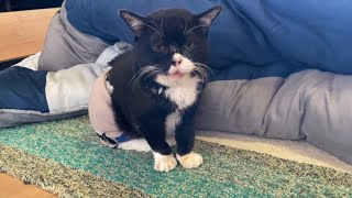 寝起きで不機嫌そうだけど実はお利口さんな猫