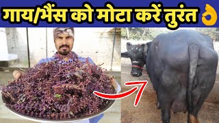 गाय/भैंस को मोटा तगडा करने का देसी तरीका|Gaay/bhains ko mota| How to increase weight of animals.