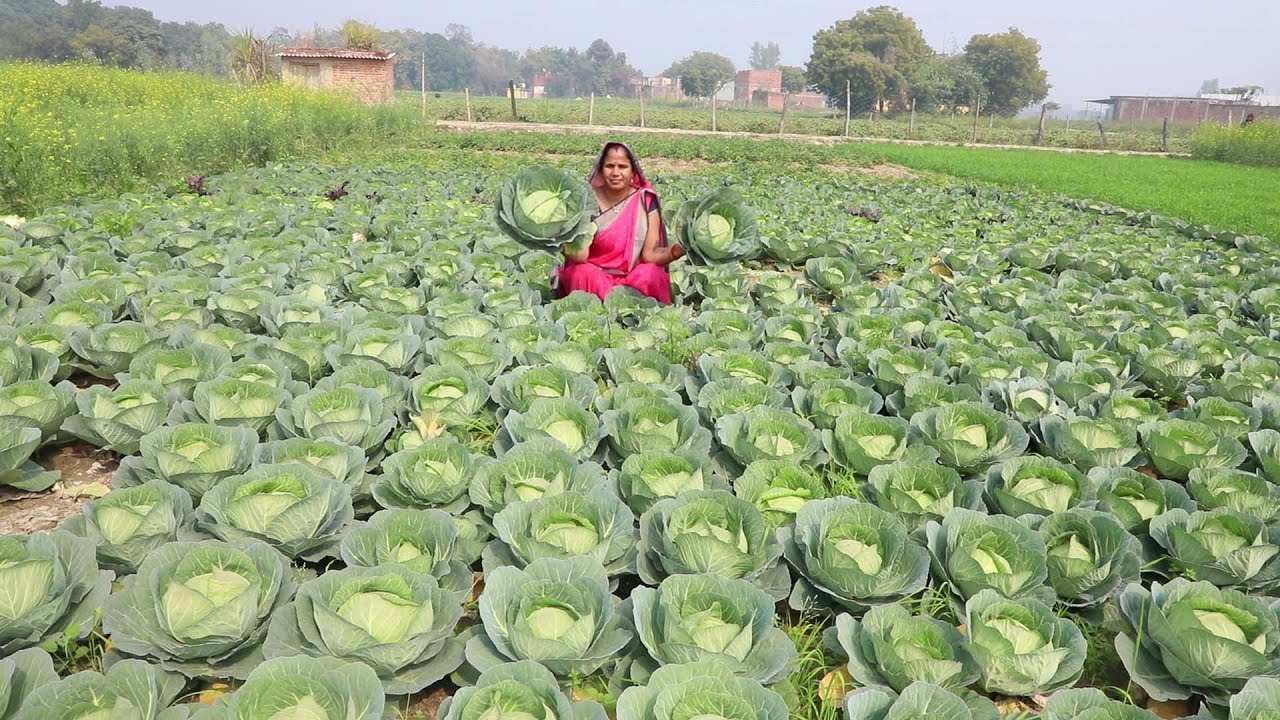 ढेर सारा मोमोज और चटनी बनाने का आसान तरीका || Momos Recipe