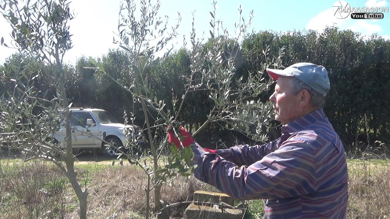Προετοιμασία , καθαρισμός , διόρθωμα δέντρων Ελιάς  για μελλοντικό κλάδεμα