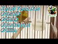 Kenari Materi Tembakan Mantulll Isian Gelatik Ciblek Blacktroath Cililin Mp3 - Mp4 Download
