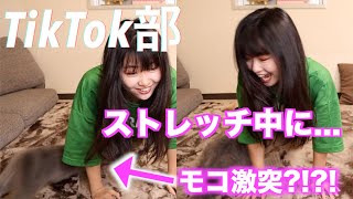 【TikTok部】ストレッチ中に激突事故発生！！ww