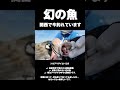 【超速報】大阪で“幻の超高級魚”シロアマダイが釣れています‼️ #shorts #short