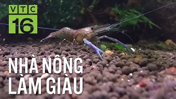 Nuôi tôm càng xanh toàn đực, lợi nhuận cao | VTC16