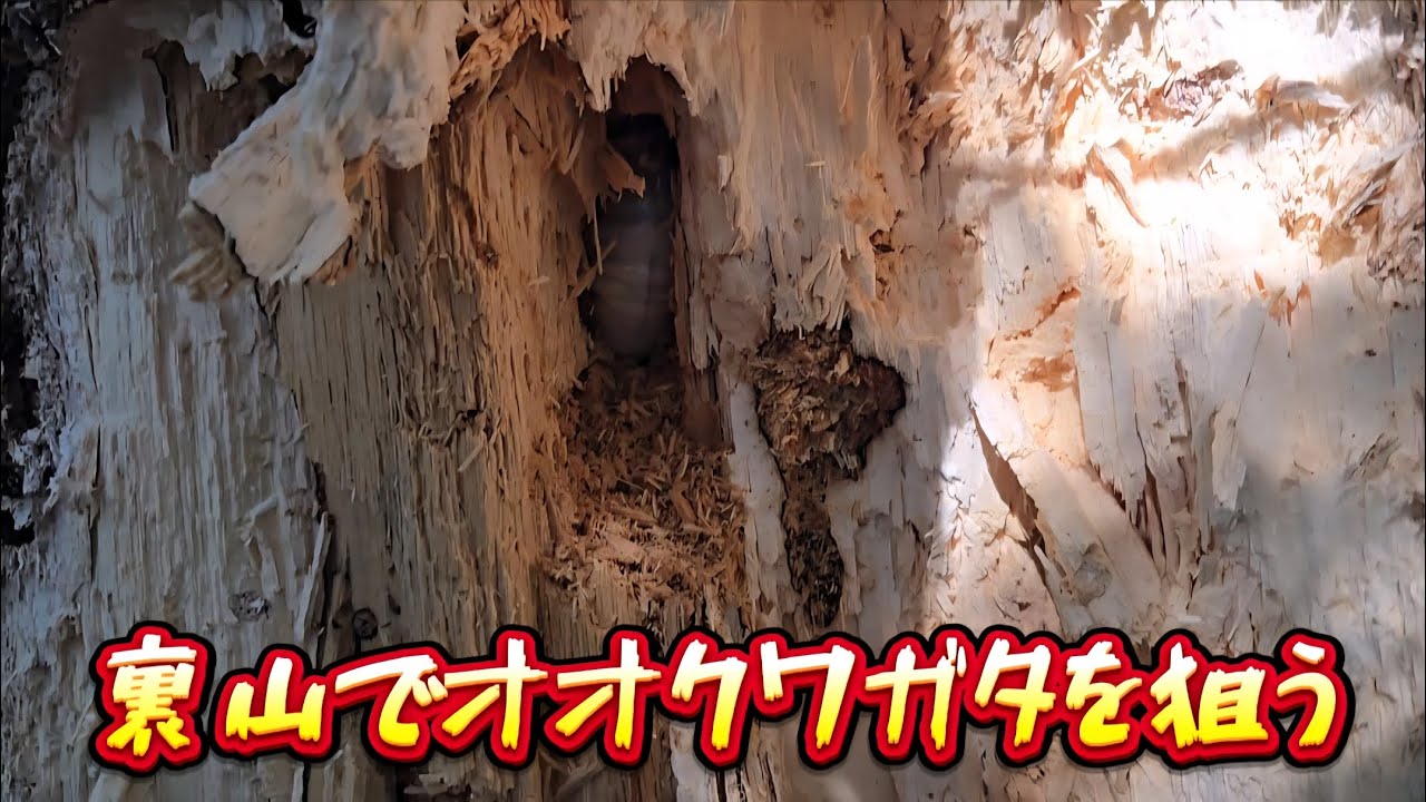【昆虫採集】裏山の幻オオクワガタの生息地を探す‼️