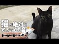 【検証】TikTokで話題の猫の鳴き声を聞いて鳴きながら寄って来た野良猫にちゅーるあげてみた【ベンガルロケット】