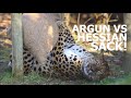 LEOPARD vs Hessian Sack!