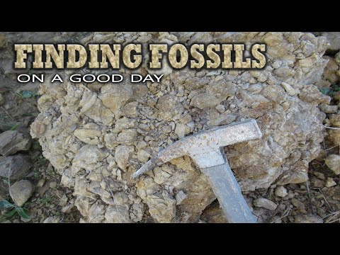 Video: Je li Gnetum živi fosil?