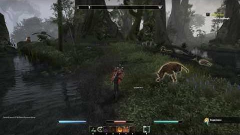 Eso bow and duel wield  Animation Cancel