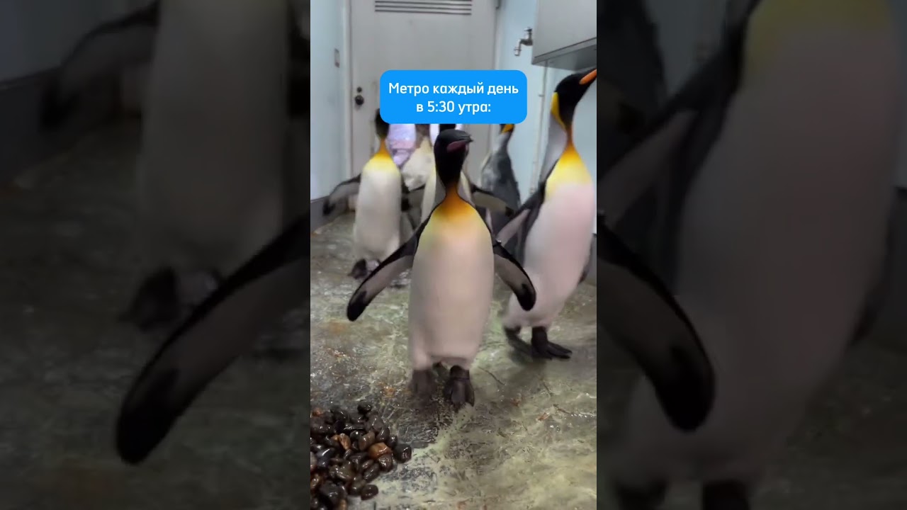 Всех возвращают с удаленки((( Почему? Смотри в полном видео!