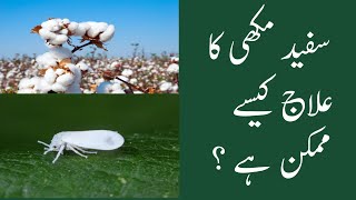kapas me safed makkhi ka ilaj | cotton insect pests and their management