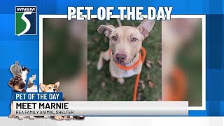 TV5 Pet of the Day: Meet Marnie!