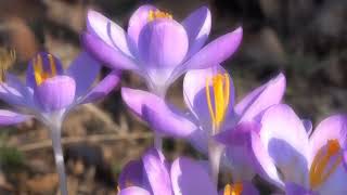 ಕಲಸ ಕಸಮವ Kalisu Kusumave Ragavendhra Beejadi Sudin Thatallisameer Rao Kannada Bhavageethe