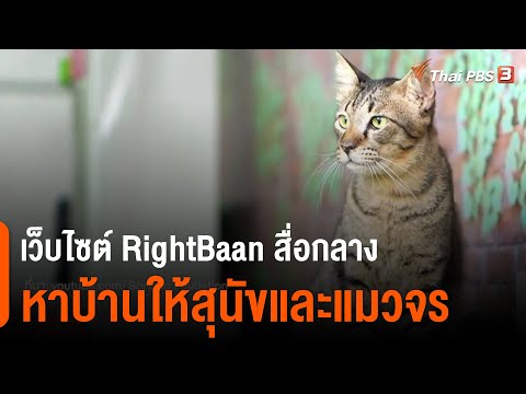 เว็บไซต์ RightBaan สื่อกลางหาบ้านให้สุนัขและแมวจร : ประเด็นสังคม (8 ก.พ. 64)