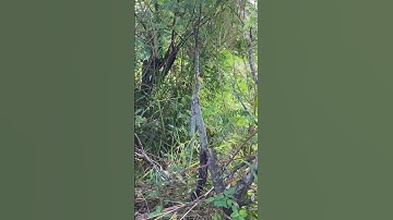 Tôi làm con dao quắm phát rẫy bằng thép trục tàu thủy chặt cây như chặt chuối vậy