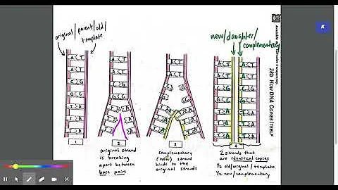 How DNA Copies Itself Video Notes