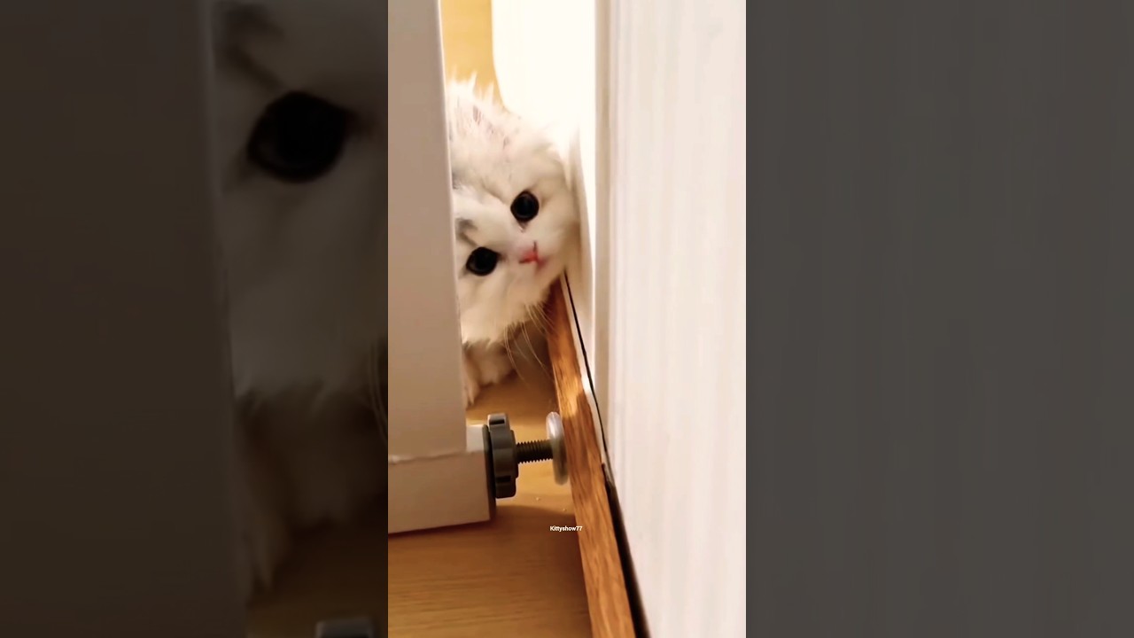 Born to be adored 💖 