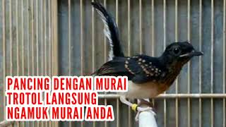 Suara Murai Batu Trotol Jantan Belajar Bunyi  Ampuh Pancing Murai Anakan Agar Cepat Berkicau Gacor