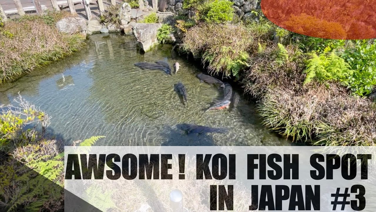 Awesome Koi fish pond! Gifu Tarui town in Japan.Beautiful Japanese koi ...