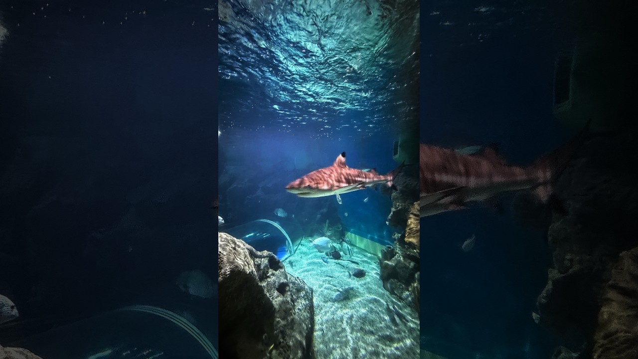 POV: Walking through the underwater tunnel at Newquay Aquarium