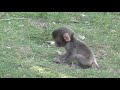 【続編】昨日生まれたばかりの猿の赤ちゃん🐒[Sequel] Baby monkey just born yesterday