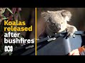 Koalas released after summer bushfire tragedy | 2020 Black Summer bushfires | ABC Australia