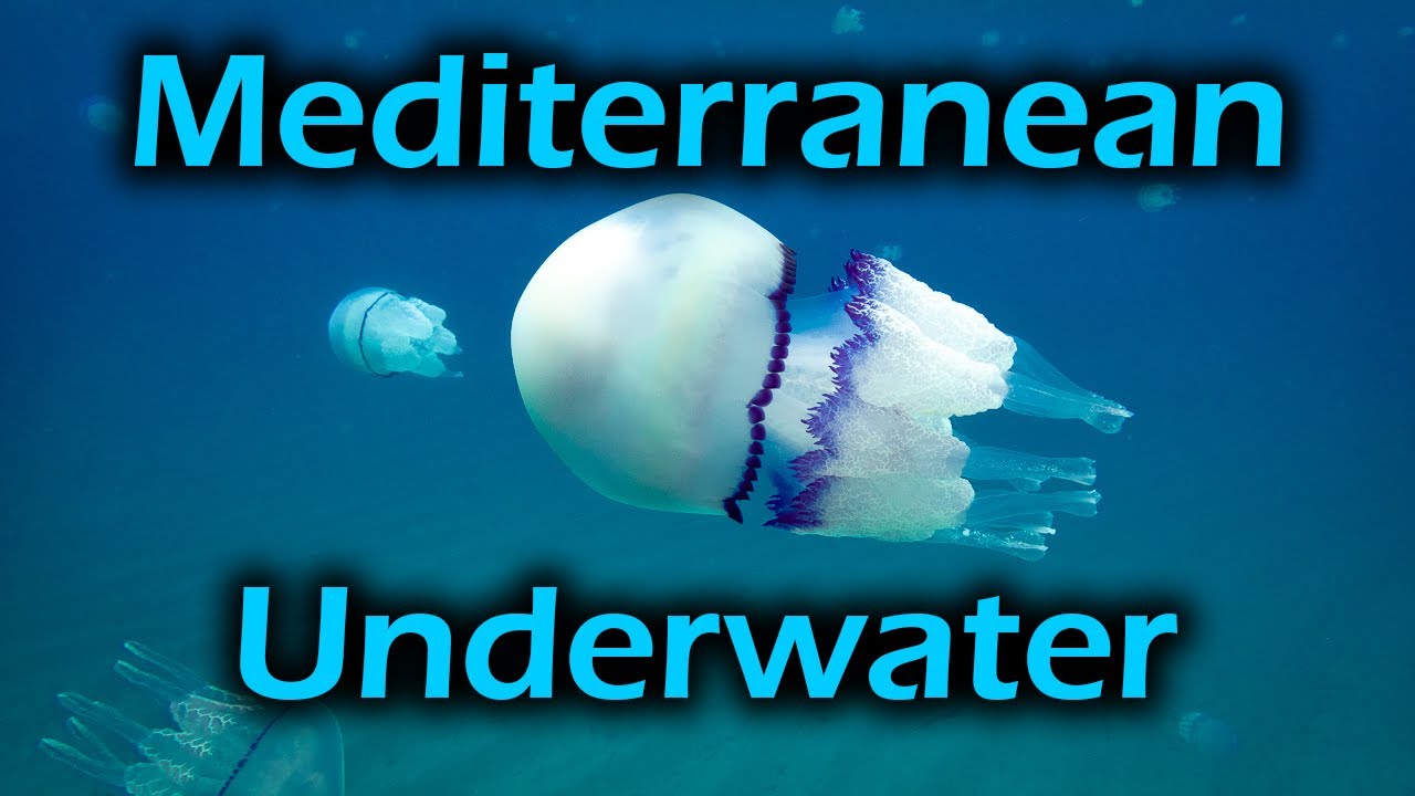 Underwater photography in the Mediterranean. Diving in Costa Brava