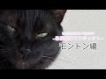 【柴咲コウ 保護猫幸プロジェクト】「モントン編」