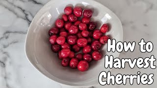 Famous How to Harvest Cherries - Step by Step Guide for Perfect Fruit Picking Wealth
