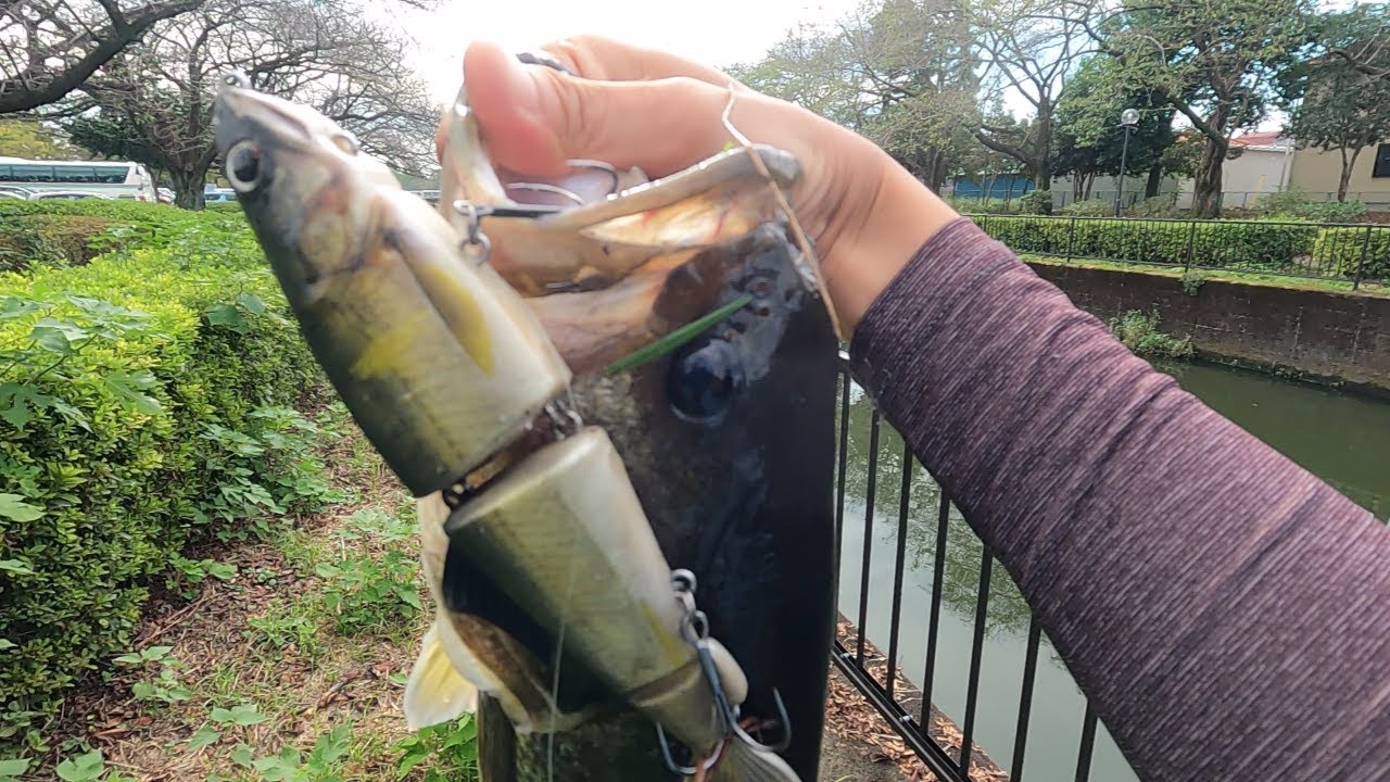 【真秋の城沼】魚喰いにはアユクローン【多々良沼】【アユクローン】【バス釣り】