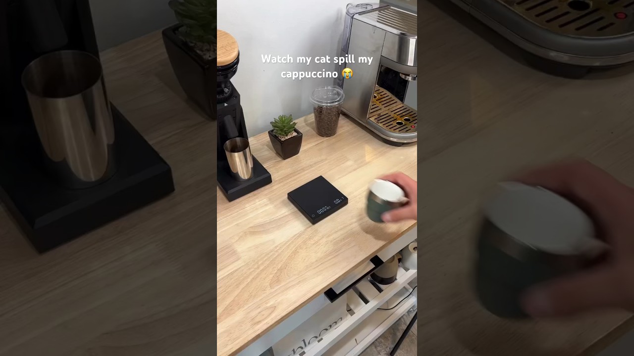 Cat spilled my cappuccino 😭 