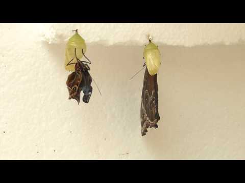 Video: Ako Sa Vyvíja Motýľ