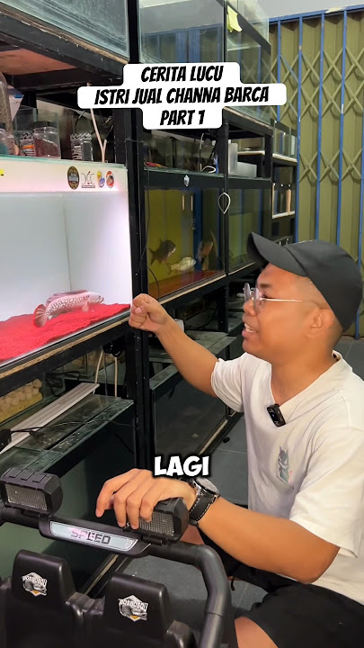Part1/ Channa Barca Sold by Wife (Funny Comedy Story) #fish #channa #ornamental fish #funny story