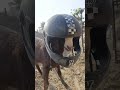 Rider Bakra 🐐 Full Dhoom | Public Shocked 😲 | Viral Short #shorts #shortsfeed #animals #fun #rider