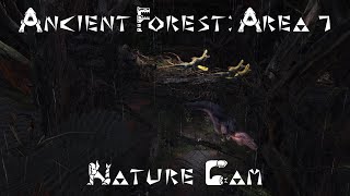 MHW: Ancient Forest: Area 7 Nature Cam
