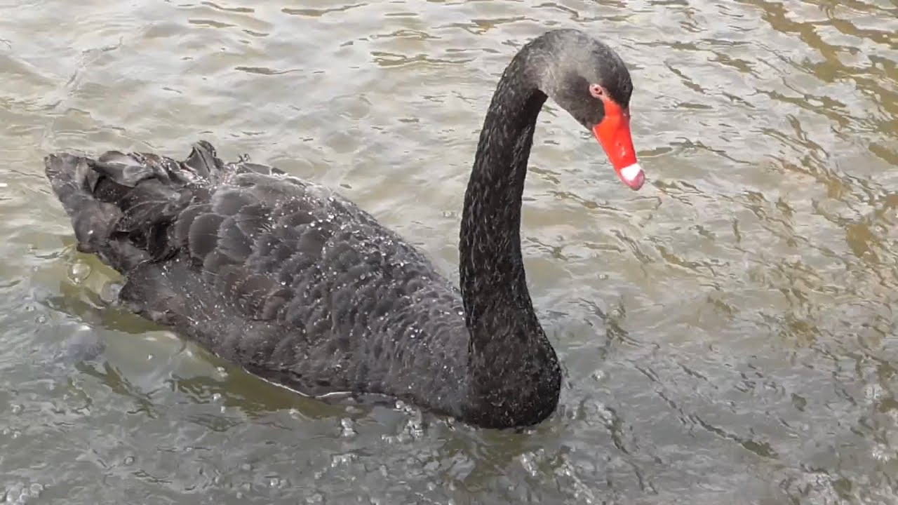 コクチョウ 【掛川花鳥園】 YouTube
