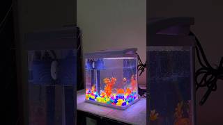 10inch import tank setup 🫶🥰 6381059521@f@ffaquapetsshorts #trending #aquarium #kids #pets #video
