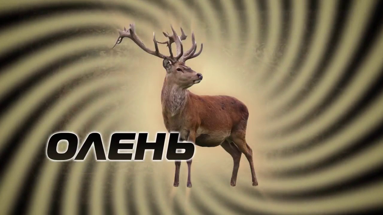 Алкоголь олень с крестом